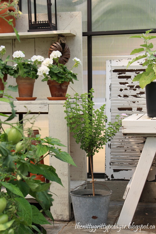 August Greenhouse Ramblings