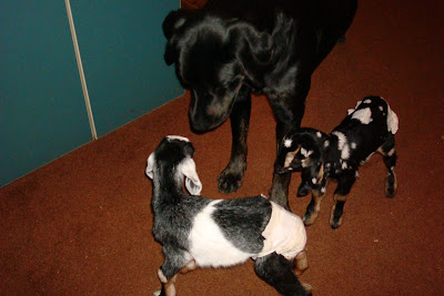 Picture of Rudy sniffing the baby goats (both babies are wearing human diapers and are in the house)