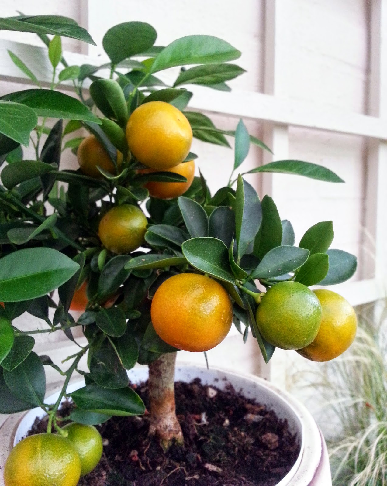 citrusträd