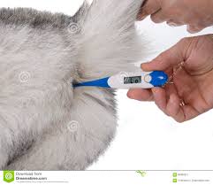 como medir a temperatura em cães