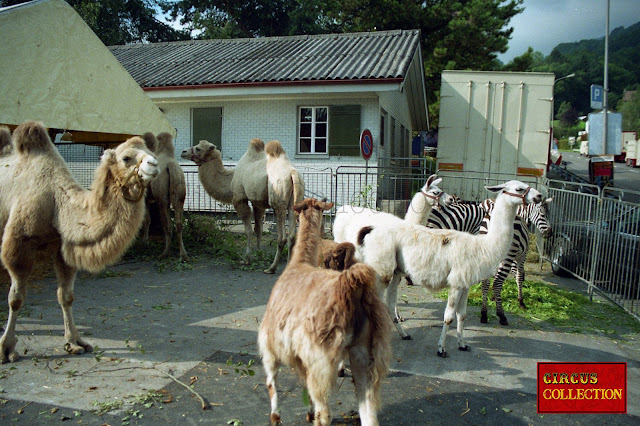 Chamaux, zèbre et lamas au zoo du cirque Louis Knie 