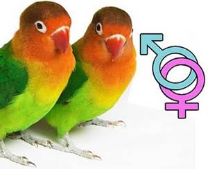 7 Cara Jitu Membedakan Lovebird Jantan Dan Betina Akurat Burung Babe