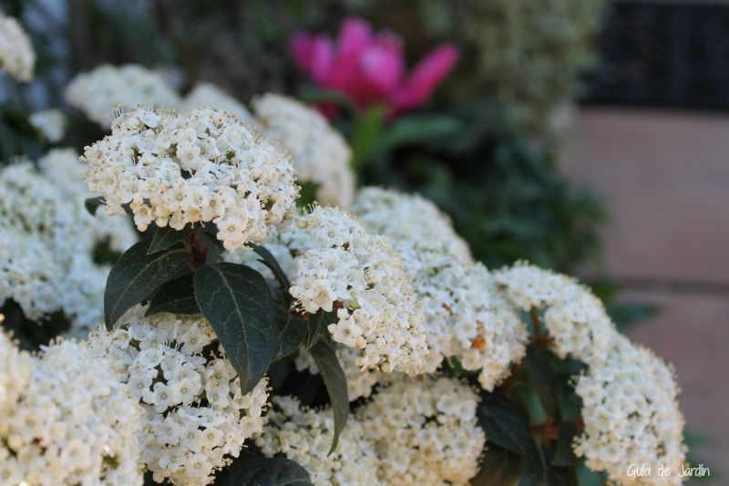 Viburnum tinus (durillo) Viburnum tinus (durillo)