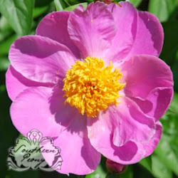 Southern Peony: Peony Photos S-Z