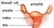 Uterus and ovary