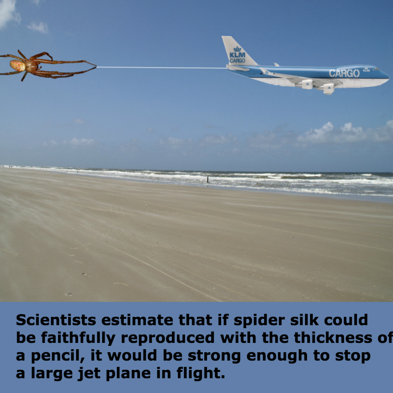 Spider silk could stop a large jet plane in flight My Crazy Email