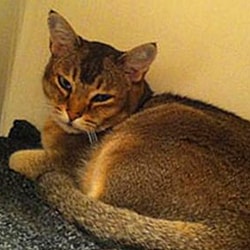 The Ones We Tamed Asian Shorthair Cat Breed