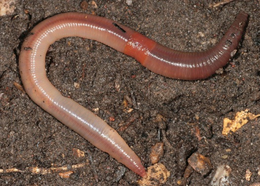 5 Jenis Cacing yang Ampuh Digunakan Umpan Mancing Ikan Patin - Mancing