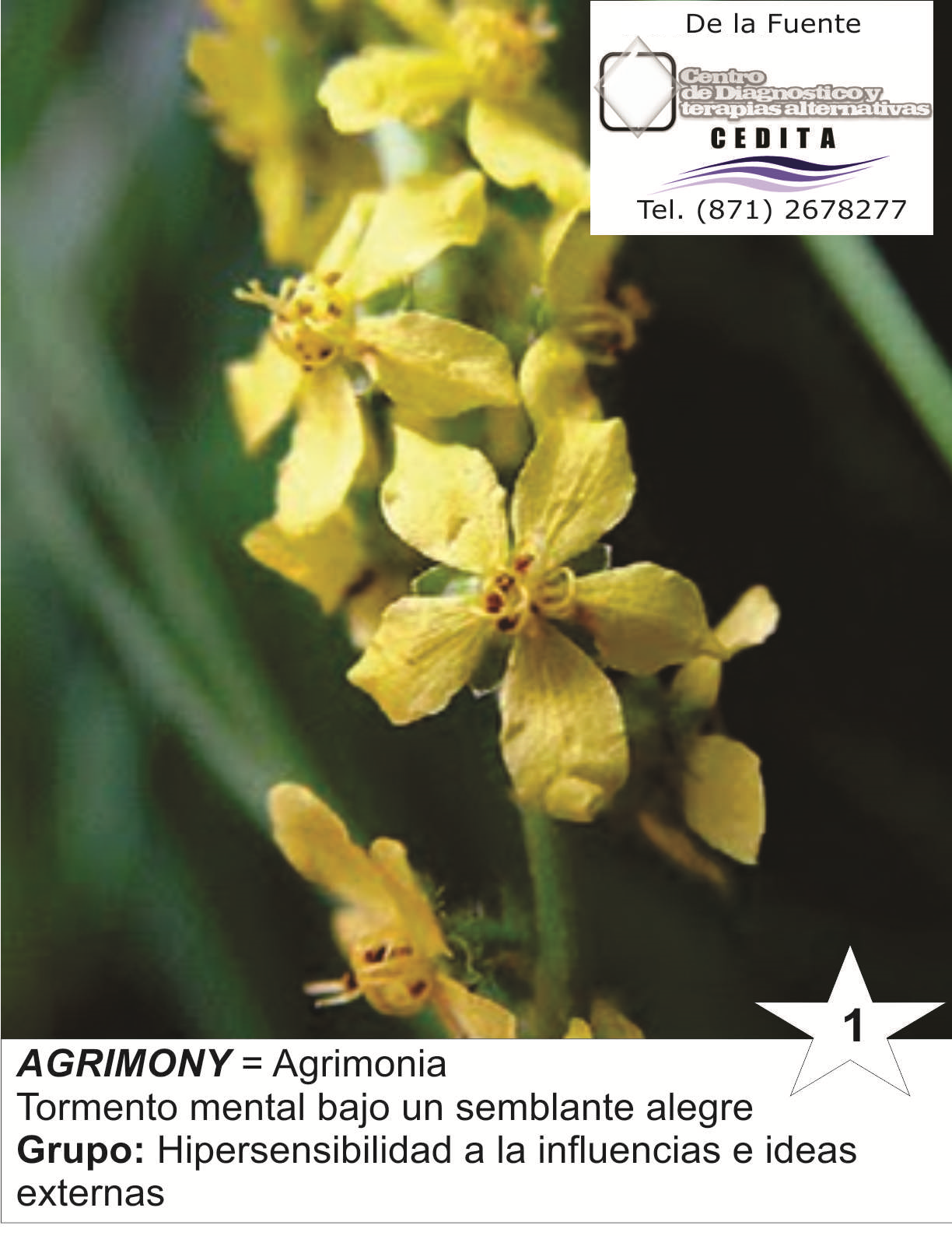 Flores de Bach México 01 AGRIMONY = AGRIMONIA Descripción detallada de