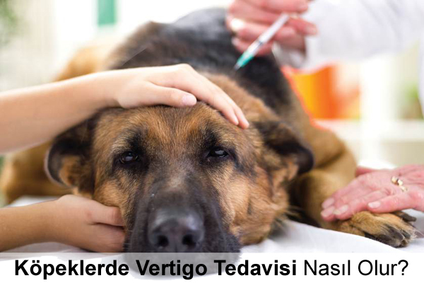 Köpeklerde Vertigo Tedavisi Köpeklerde Vertigo Tedavisi