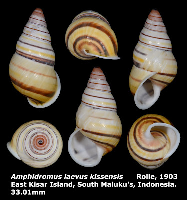 Amphidromus laevus kissensis 33.01mm
