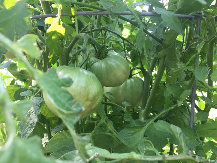 How to Grow Cherokee Purple Tomatoes THE JOY BLOG