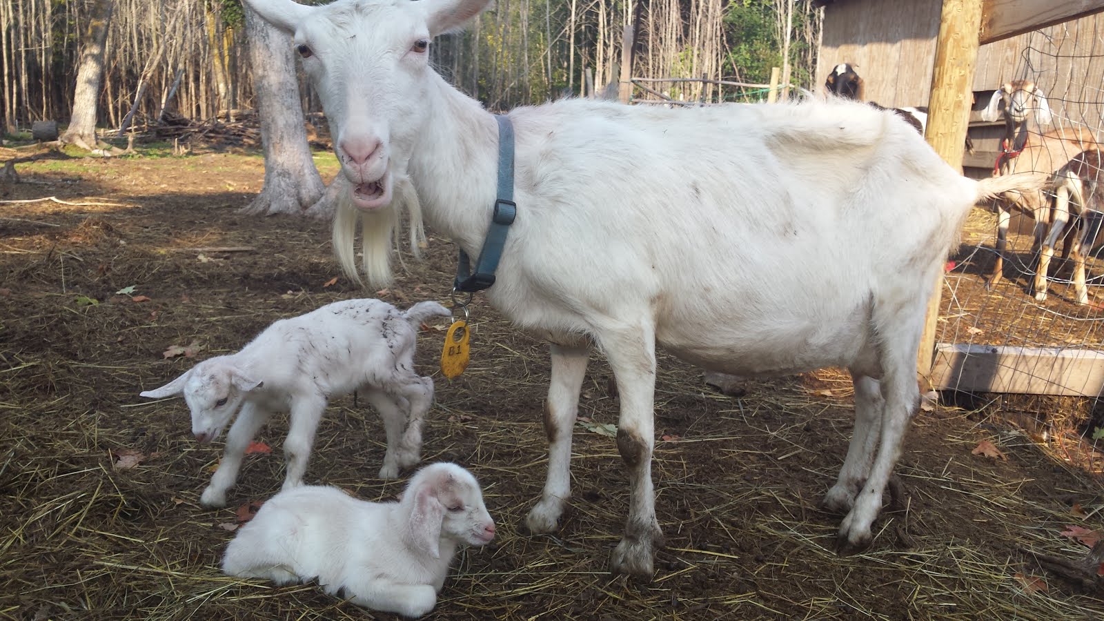 Dirty Goat Farm Goat Jokes!