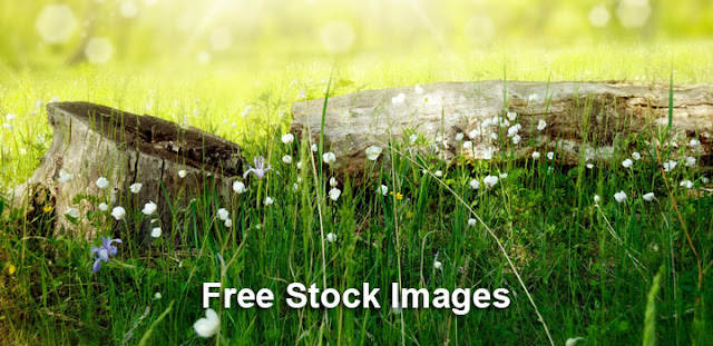 Top 10 Free Image Sources for Commercial Use