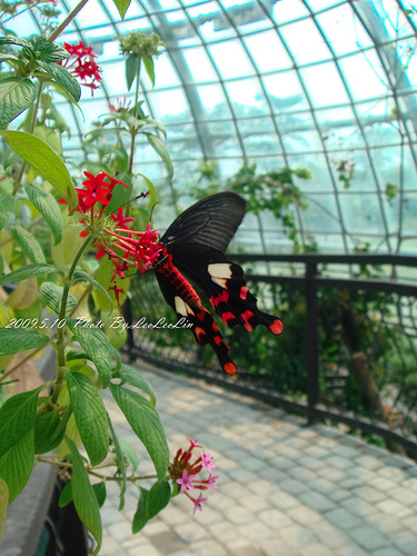 蝴蝶溫室花園-嘉大昆蟲館|嘉義假日親子好去處