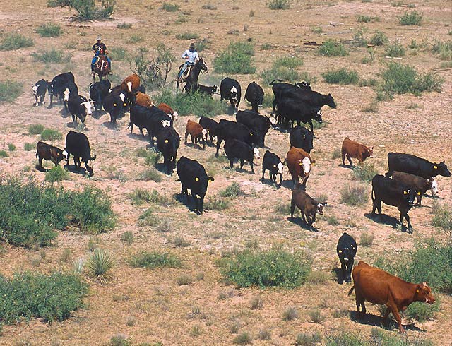 cattle range new mexico cattle range new mexico