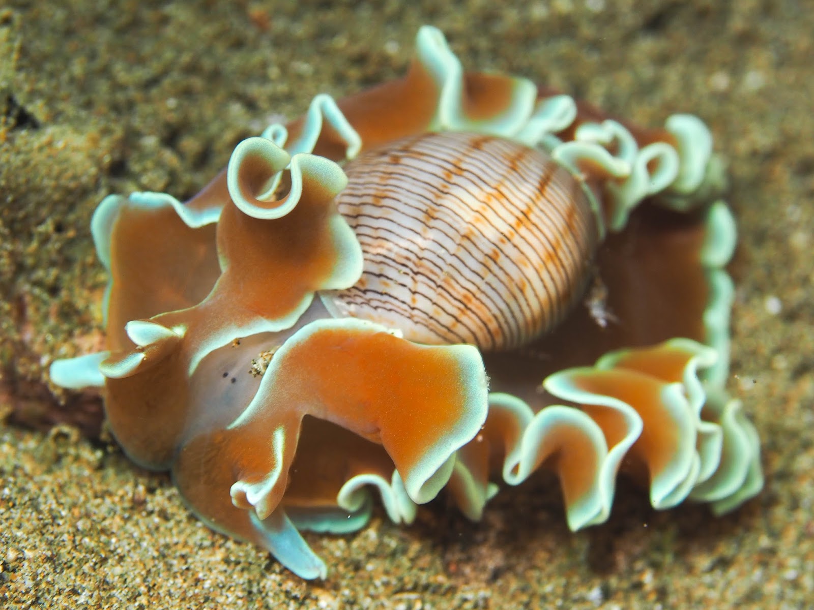 Заднежаберные моллюски. Переднежаберные брюхоногие. Переднежаберные моллюски. Bullina lineata. Заднежаберные моллюски представители.