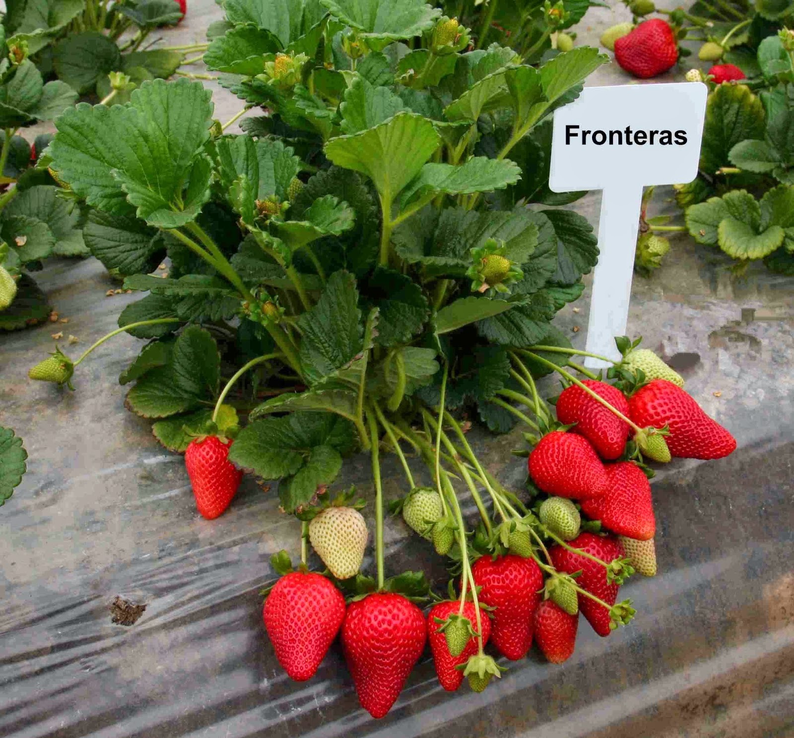 Best fresh Mejor fresco! California STRAWBERRY acreage to decline