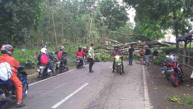 Pohon Milik PTPN VIII Tambaksari Tumbang, Lalin Sempat Terganggu Pohon Milik PTPN VIII Tambaksari Tumbang, Lalin Sempat Terganggu