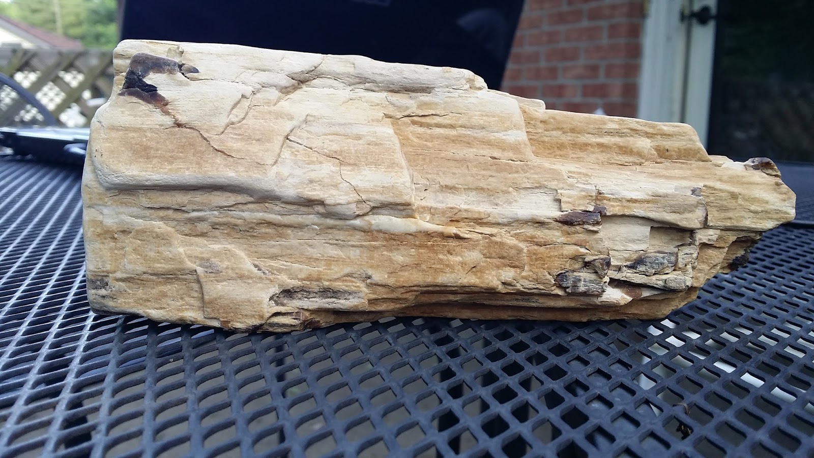 Rockhounding in the USA Alabama Petrified Wood Adventure