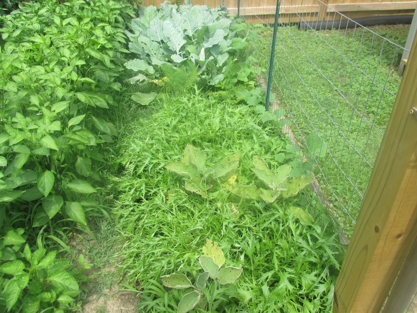 Kentucky Fried Garden A Tour of the Vegetable Garden in June