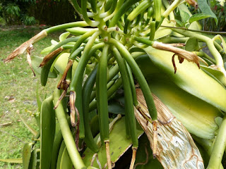 Vanilla planifolia - Vanillier - Vanille Vanilla planifolia - Vanillier - Vanille