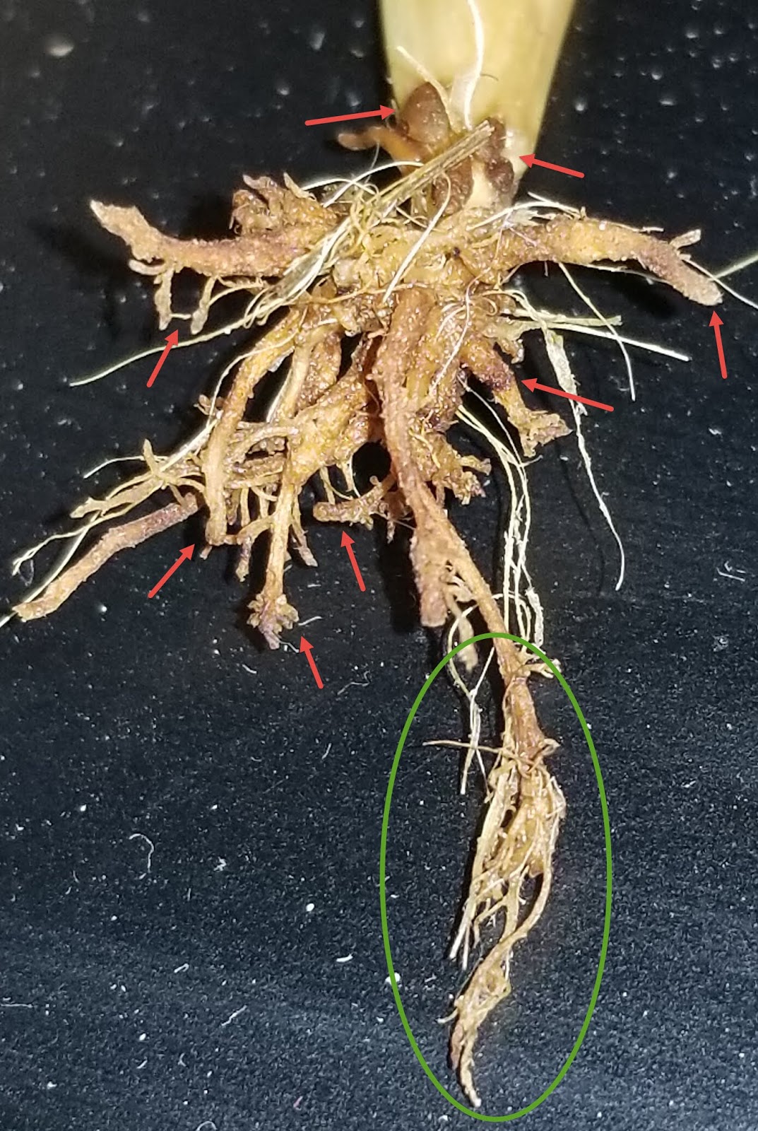 COHorts Be Careful with Crabgrass PreEmergent Herbicides