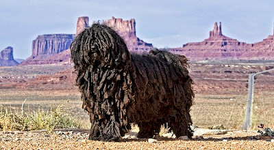 Strangest Dog Breeds Ever Seen On www.coolpicturegallery.us