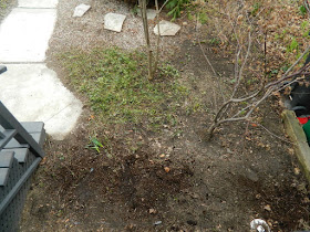 Parkdale Toronto front garden spring cleanup after by Paul Jung Gardening Services
