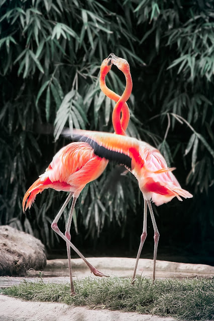 flamingodance |