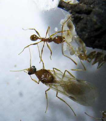 Male alate and workers of Pheidole sp