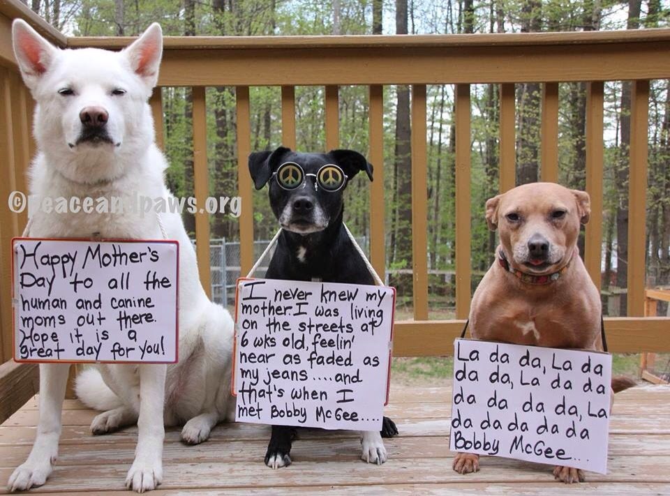 Janie Junebug Righting & Editing AND NOW HAPPY MOM'S DAY FROM THE DOGS