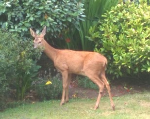 Deer Stage Extra Wide Shoes Deer Stage Extra Wide Shoes