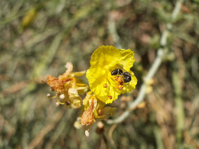 Bee on Palo Verde: photo by Cliff Hutson