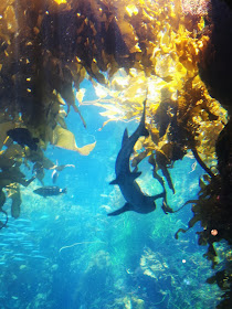 Sharks at Monterey Bay Aquarium on Semi-Charmed Kind of Life