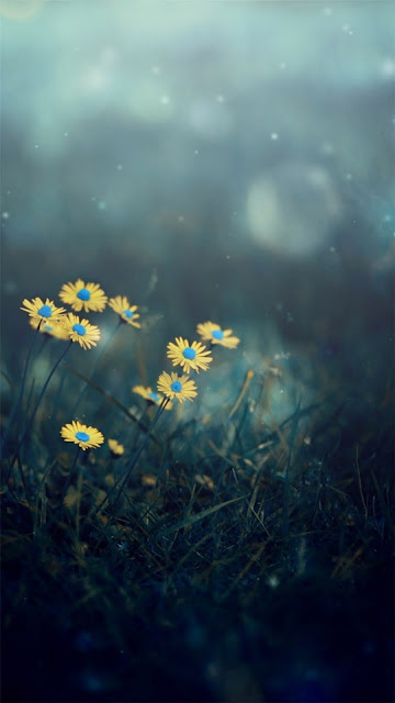 Night-Dark-Little-Daisy-Flower-Lawn-Grassland-Bokeh-iPhone-6-plus-wallpaper.jpg