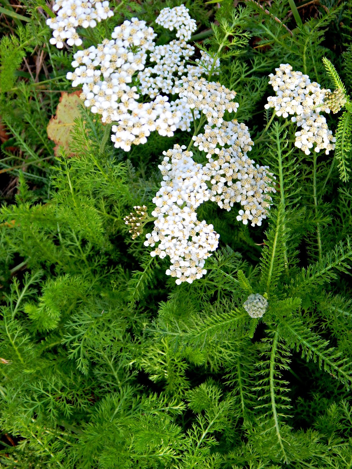 Yarrow A Common Weed That's Good Medicine Proverbs 31 Homestead