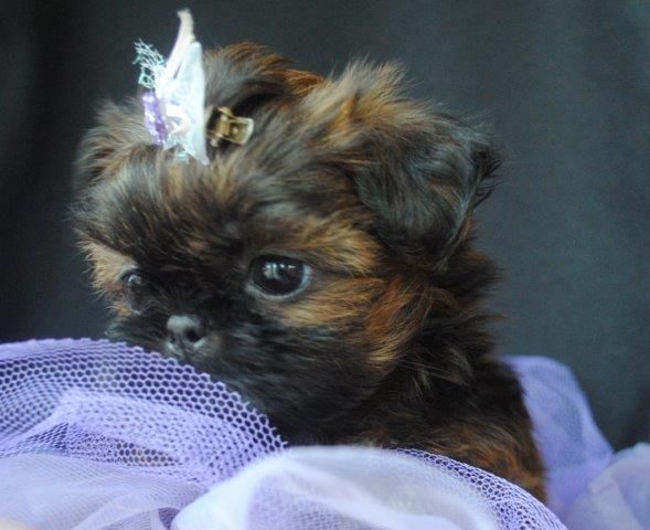 Shih tzu demorando para comer