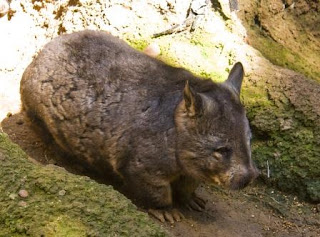Northern Hairy Nose Wombat Binatang Atau Hewan Langka Di Dunia Yang Terancam Punah