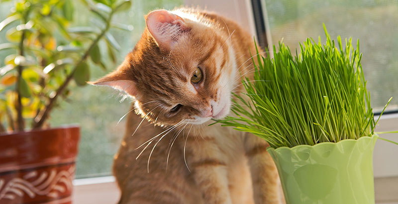  L'herbe à chat : pourquoi en raffolent-ils ? 