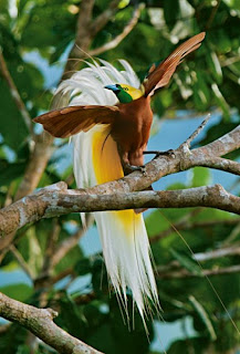 Penyebaran Fauna di Indonesia Penyebaran Fauna di Indonesia
