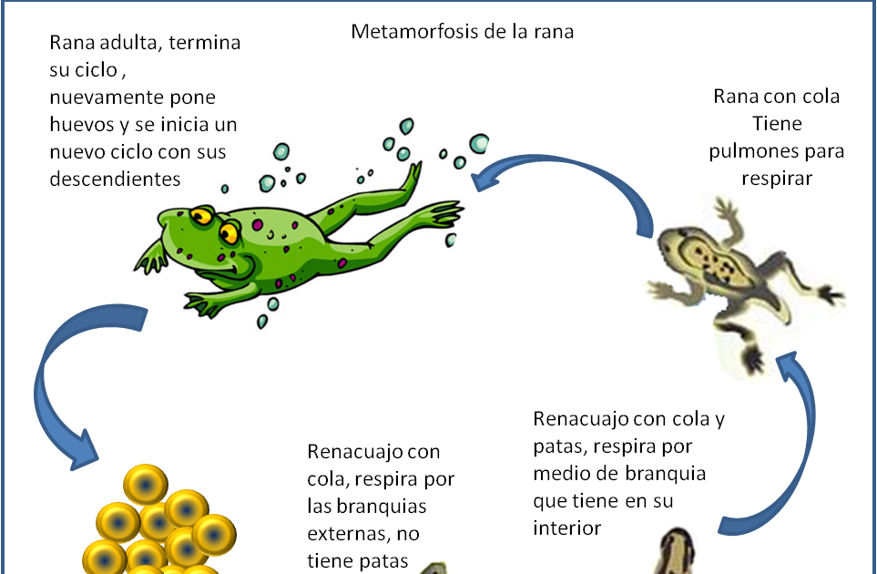 Competencias TIC para innovar en el colegio CICLO DE VIDA DE LOS SERES VIVOS