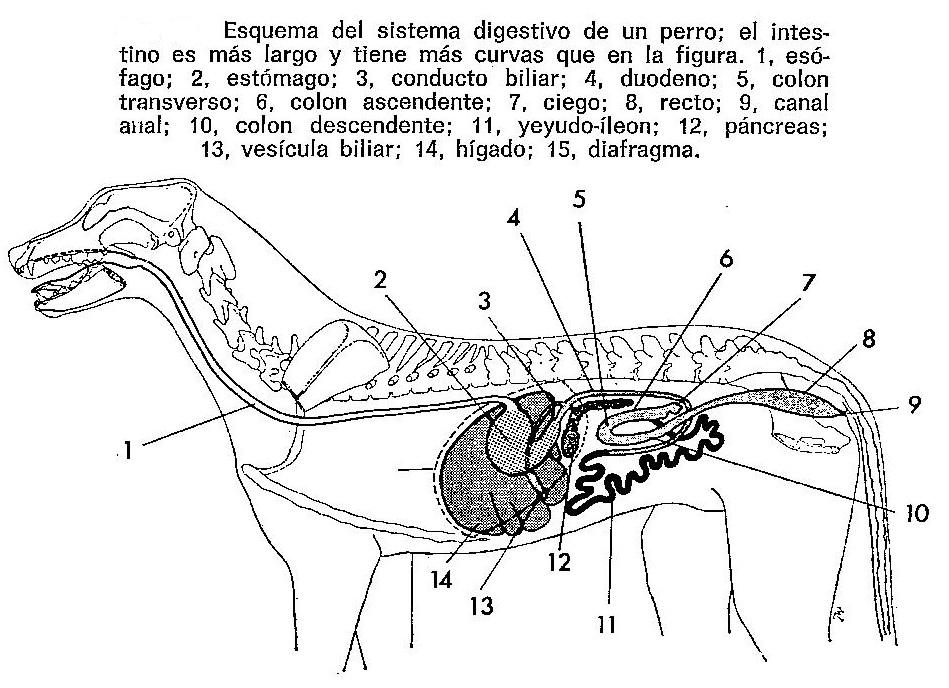 Enciclopedia de animales Sistema digestivo de los perroson line
