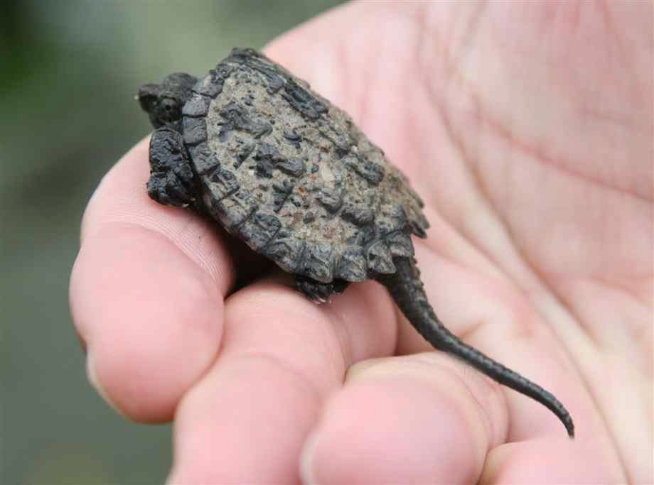 baby snapping turtle crawling in my hand