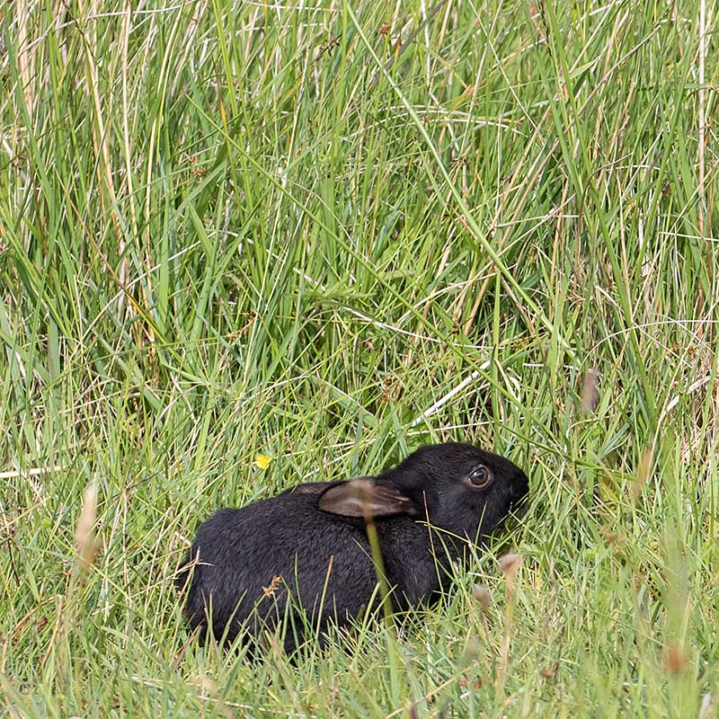 Photographing my travels: Exploring the Hebrides - Rum and Isle of Lewis