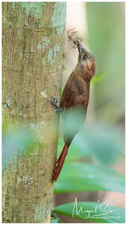 Plain-brown Woodcreeper (Dendrocincla fuliginosa)