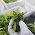 Monsanto Creates First Genetically Modified Strain of Marijuana
