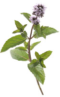 Munt (Mentha x piperita)