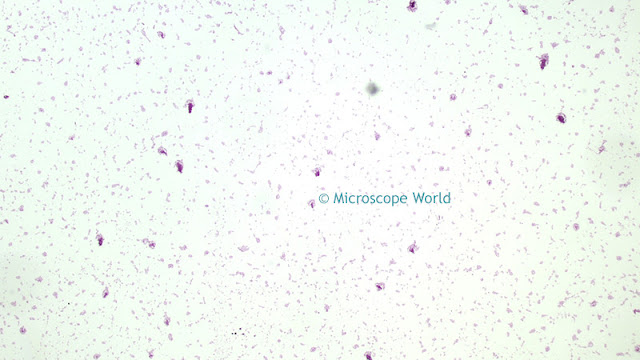 Microscopy image of Salmonella at 40x.