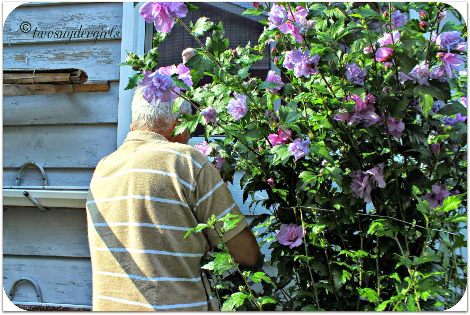 tying up flowers